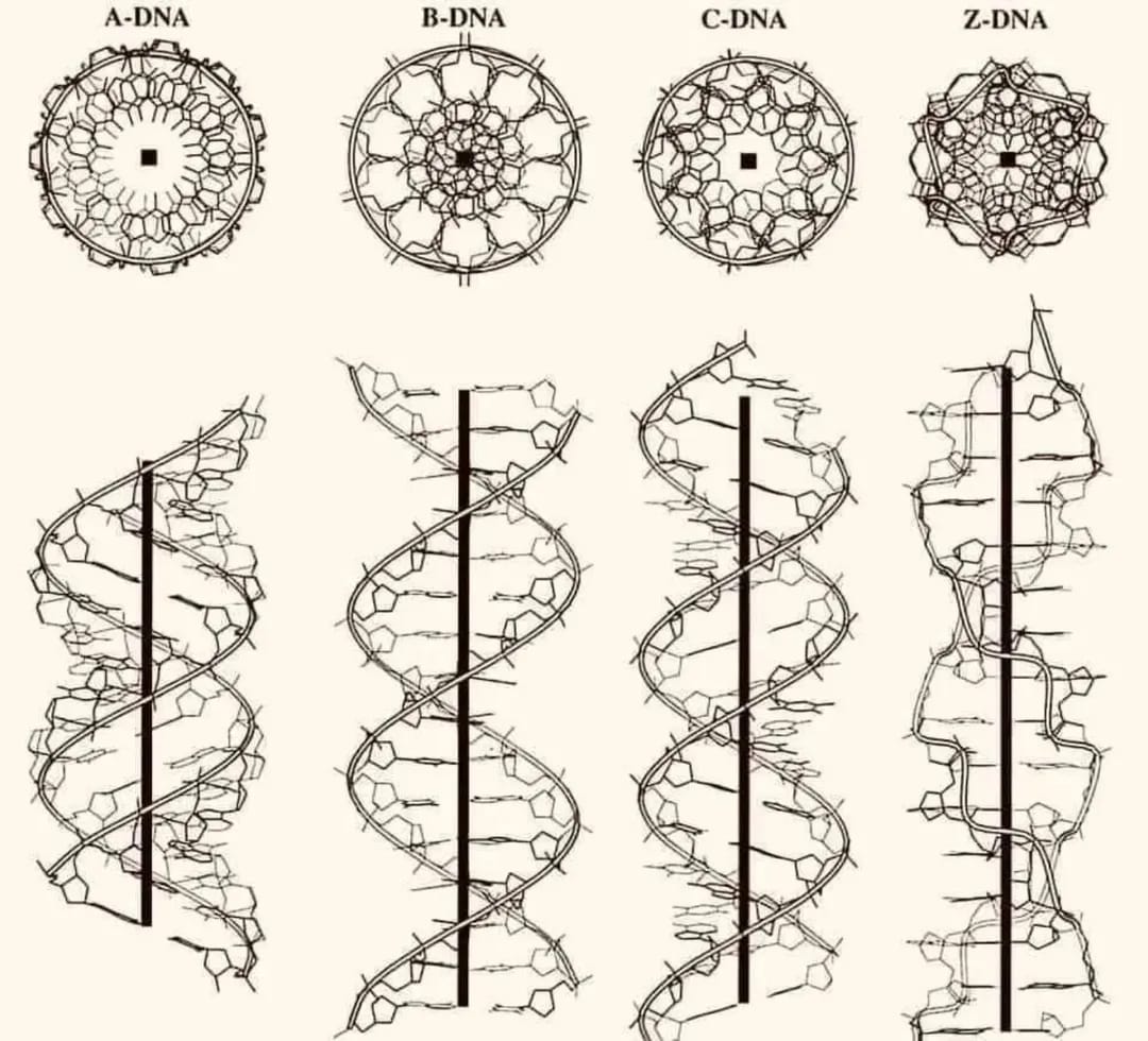 DNA Çeşitleri