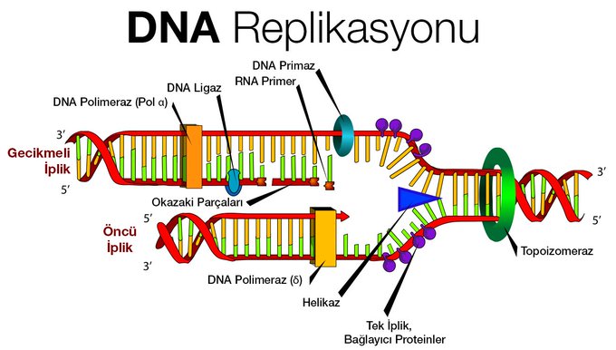 DNA Replikasyonu