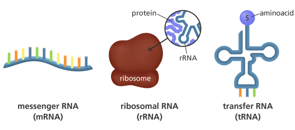 RNA Tipleri