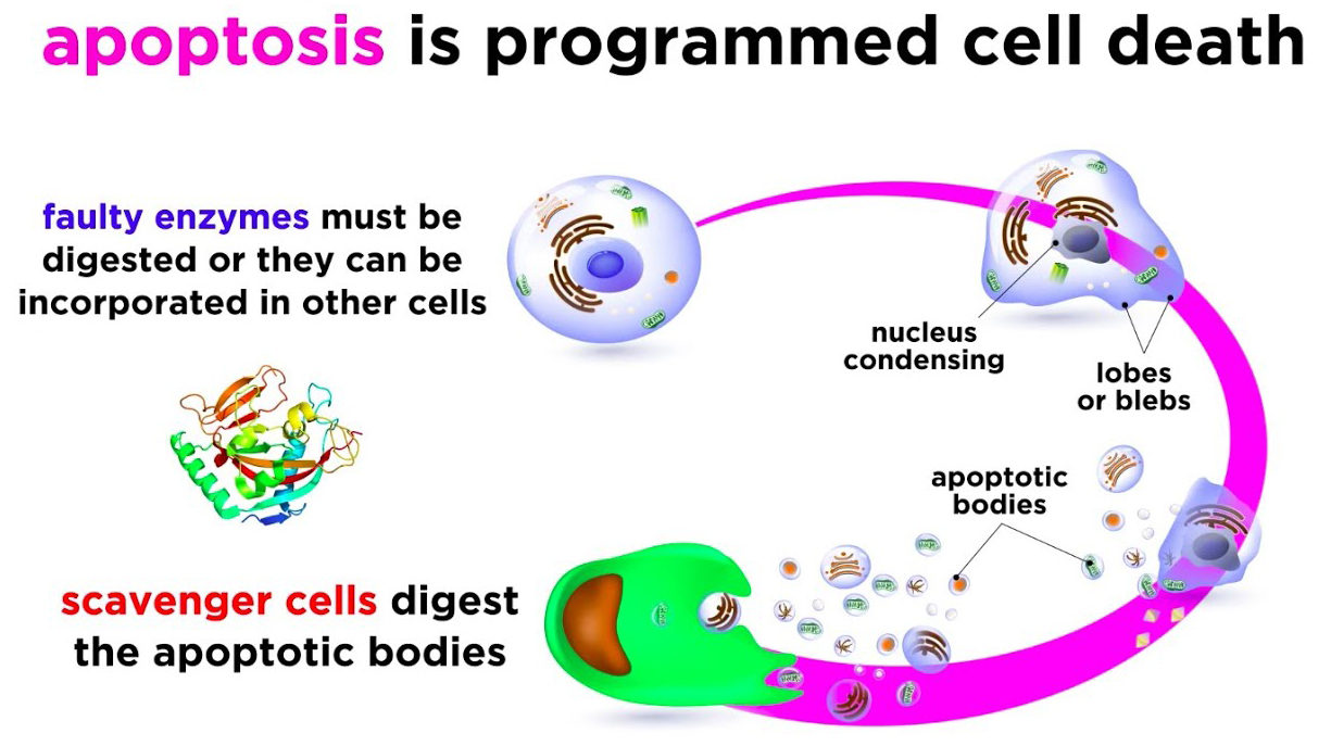 Apoptosis Süreci