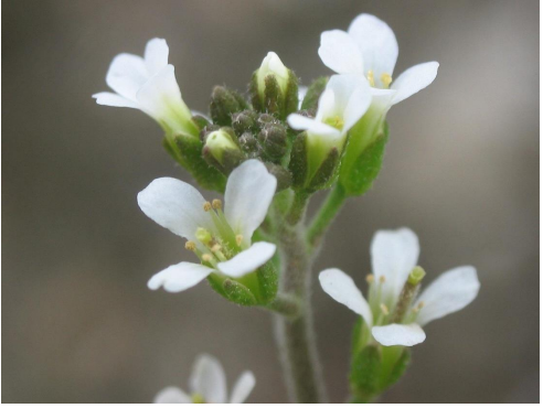model organizma Arabidopsis thaliana-Fare Kulağı Teresi