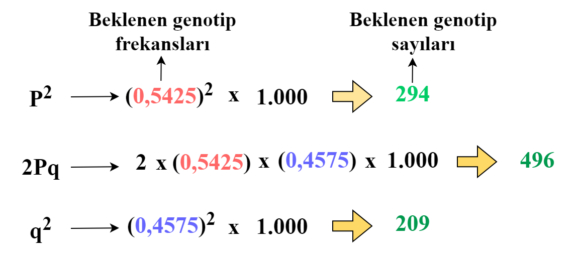 Beklenen Genotip Frekansları ve Sayıları