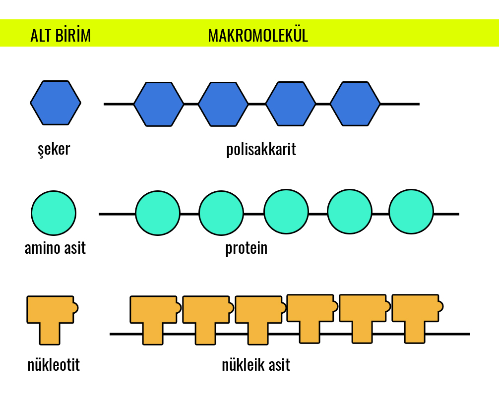 Hücrelerde Küçük Organik Moleküller