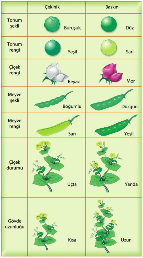 Mendel Bezelye Karakterleri