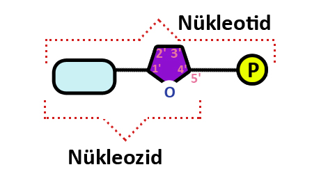 Nükleotid Yapısı