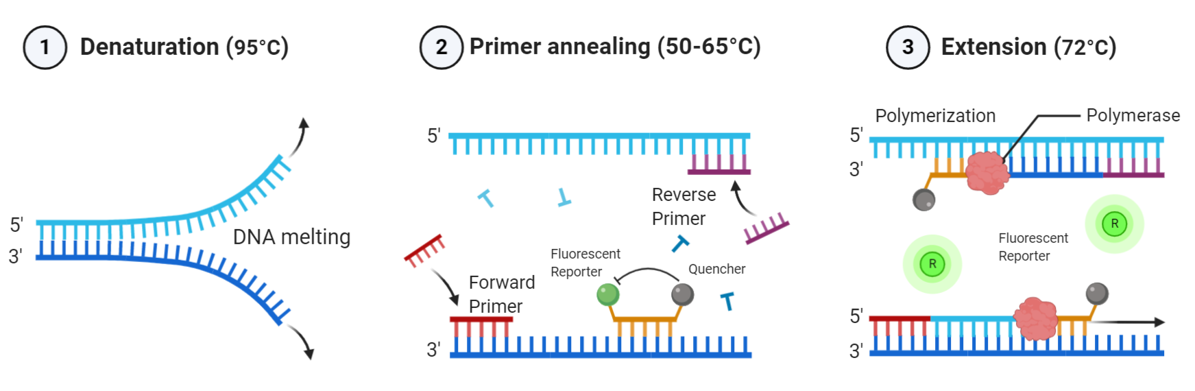 Real-Time PCR TagMan Prob