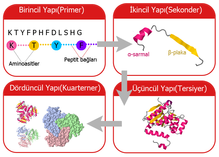 Proteinlerin Yapısı