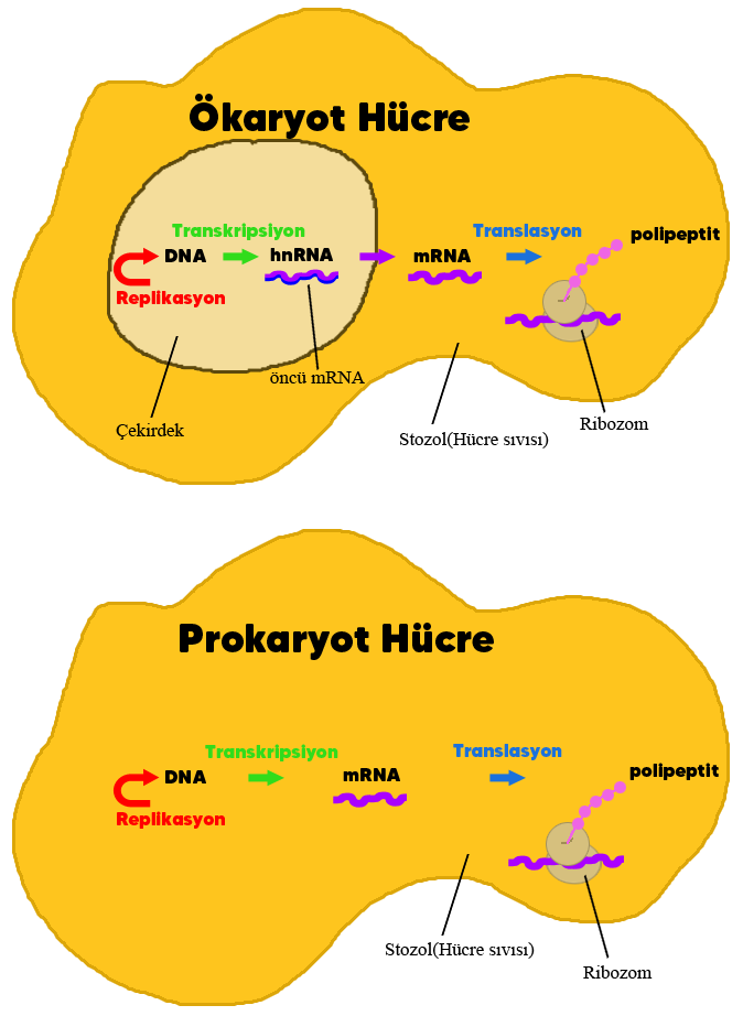 Ökaryot ve Prokaryot Hücrelerde Santral Dogma