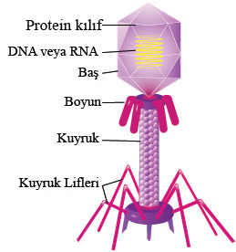 Virüs